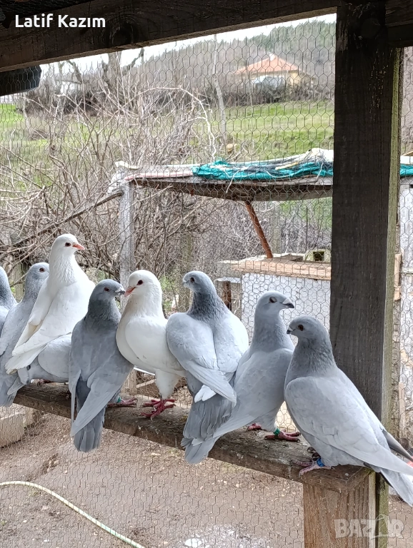 Ардезио стандартни пощенски гълъби, снимка 1