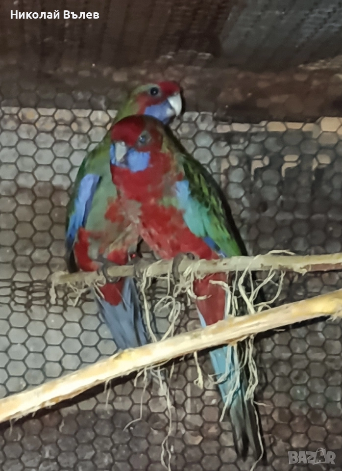 Млада двойка червени пенанти, снимка 1