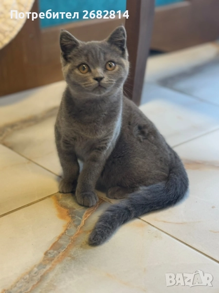 Чистокръвно Британче , снимка 1