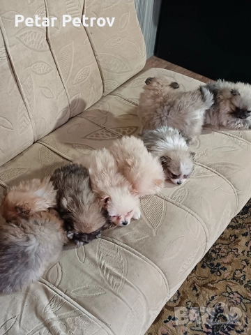 Шпиц мини , снимка 15 - Шпиц - 52812758