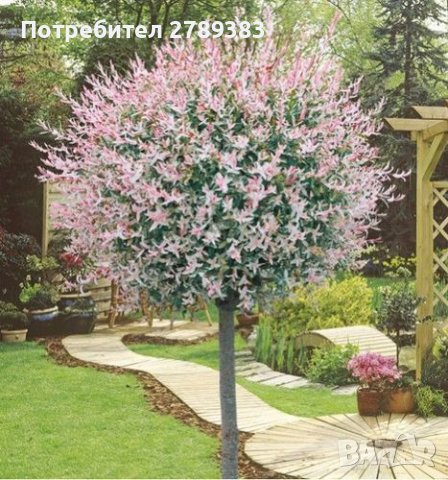 Цветя и растения за градината - Велико Търново: - ХИТ цени - Онлайн —  Bazar.bg