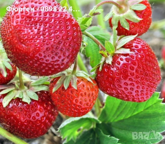 Ягода „Мице Шиндлер“ (Mieze Schindler), снимка 3 - Разсади - 53068004