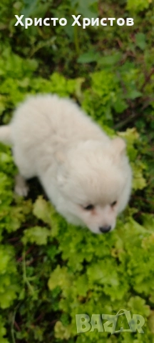 Померан , снимка 2 - Померан - 52353902