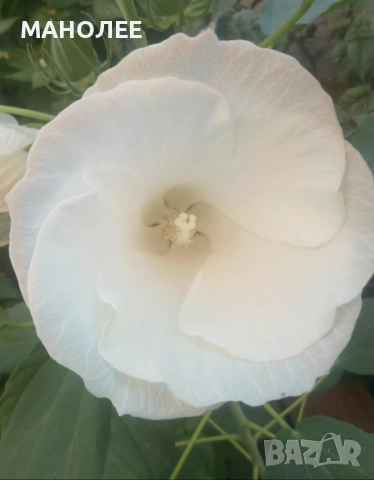 Градински  хибискус -студоустойчив - бял