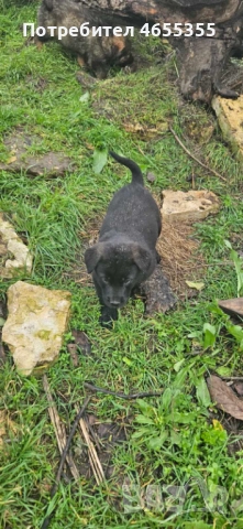 Каракачанка/ лабрадор, снимка 4 - Каракачанска овчарка - 52467039