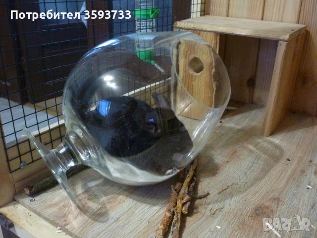 чинчила, снимка 7 - Други животни - 53192882