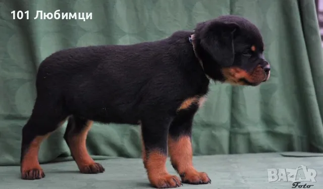 Ротвайлери с родословие, снимка 2 - Ротвайлер - 47449230