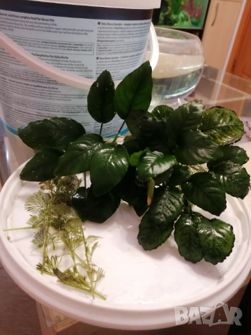 Продавам водни растения за аквариум, снимка 8 - Аквариуми - 52682599