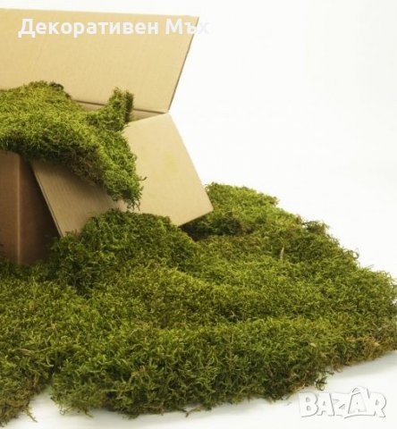 Дълъг декоративен плосък стабилизиран скандинавски естествен мъх, снимка 4 - Декорация за дома - 38501989
