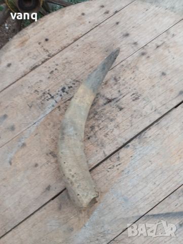 рог от бивол