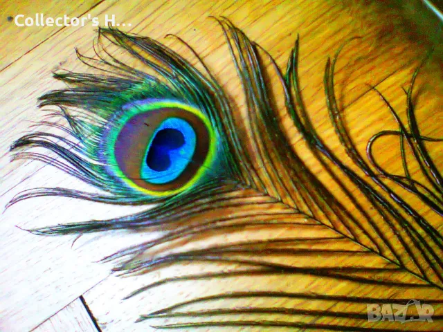 4 броя паунови пера за декорация, снимка 2 - Други - 48447411