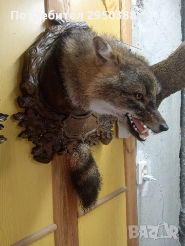 ПРЕПАРИРАН ЧАКАЛ С ДЪРВОРЕЗБА , снимка 6 - Други - 50381463