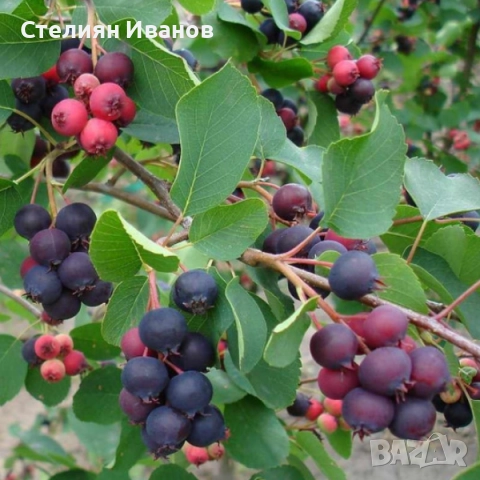 Канадска ирга, канадска боровинка, амеланхер (Amelanchier alnifolia 'Smokey')