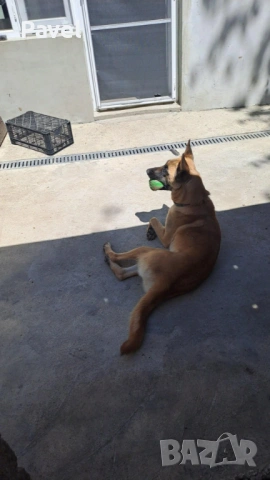 Белгийски овчарка Малиноа, снимка 6 - Белгийска овчарка - 53034429