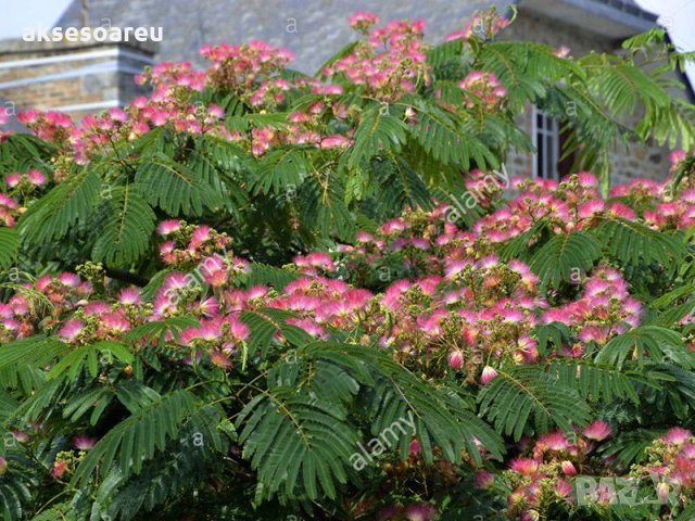 400 висококачествени семена от красиво декоративно копринено спящо медоносно дърво албиция за декора, снимка 5 - Разсади - 35573491