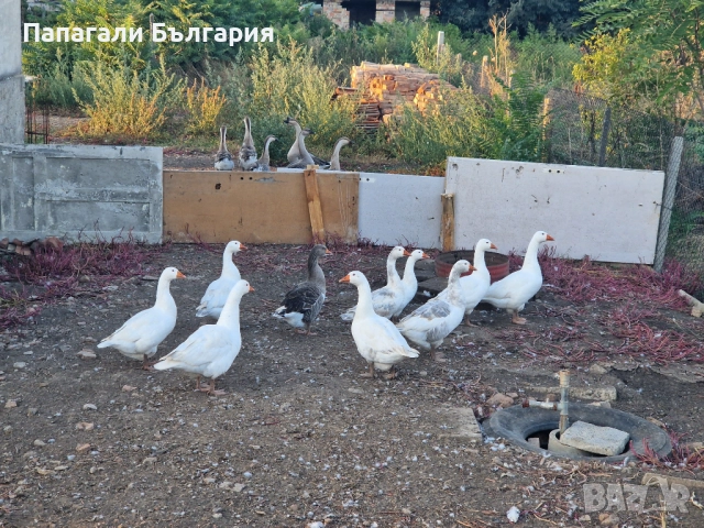 Гъски, снимка 1