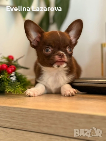 Кученца чихуахуа, снимка 4 - Чихуахуа - 52937787