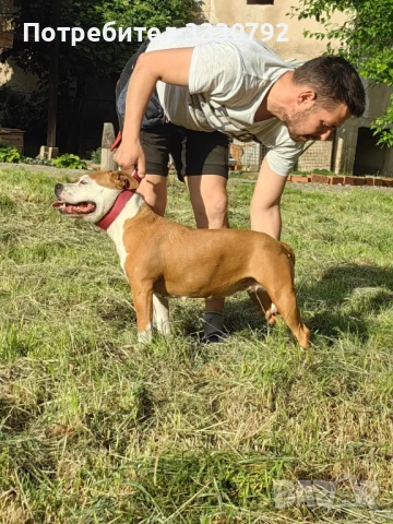 Американски стафордширски териер - елитни родители с родословие , снимка 5 - Американски стафордширски териер - 51258763