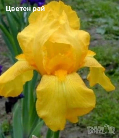 Ризоми на ириси микс цвят на късмет от показаните , снимка 12 - Градински цветя и растения - 51088604