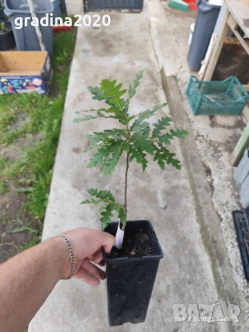 Дъб - Обикновен, снимка 6 - Разсади - 51077307