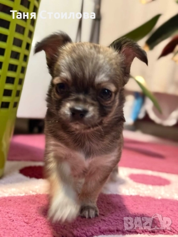 Продавам чихуахуа момиченце