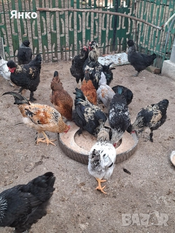 Домашни петли