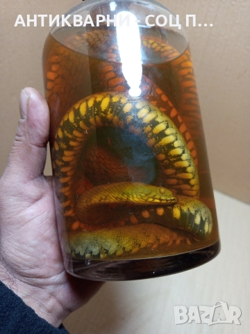 Стари Образователни Препарирани Змий В Стъклено Шише. , снимка 7 - Антикварни и старинни предмети - 52930650