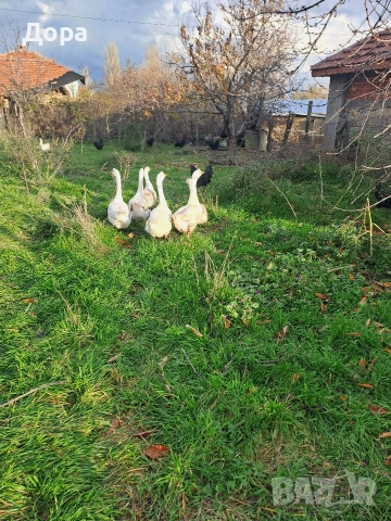 оплодени яйца от гъски Линда , снимка 5 - други­ - 52885216