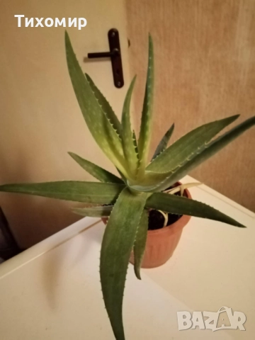 Цвете алое вера в саксия