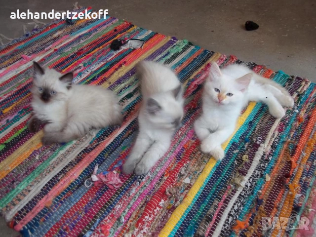 Невска маскарадна котка Neva Masquerade, снимка 4 - Сибирски - 51691685