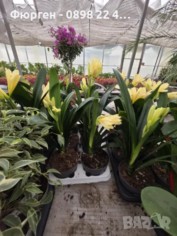 Киливия - Жълта, снимка 2 - Разсади - 49936166