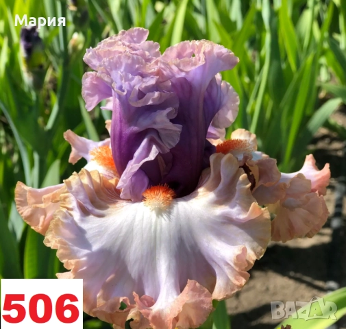 Сортови вискоки ириси /брадати ириси
