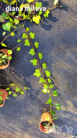 Обикновен бръшлян (hedera helix), студоустойчив, снимка 11 - Градински цветя и растения - 48092539