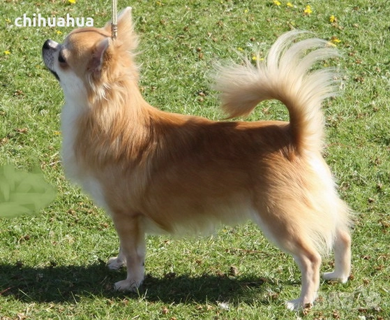 Чихуахуа с FCI родословия от ONE IN A MILLION, снимка 3 - Чихуахуа - 52949439