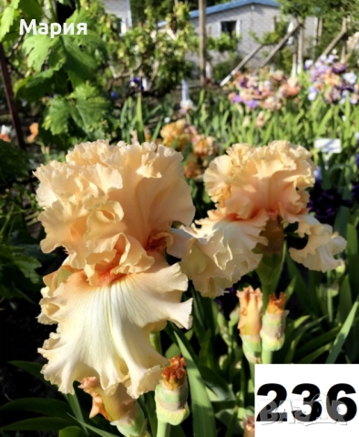 Сортови вискоки ириси /брадати ириси, снимка 7 - Градински цветя и растения - 51459299