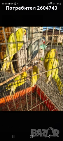 Продавам различни видове папагали , снимка 10 - Папагали - 52892178