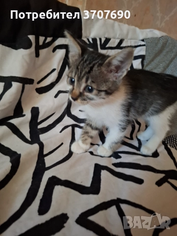 Женско котенце на 2,5месеца търси дом, снимка 2 - Други - 52014989
