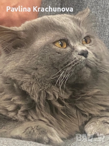 Британец дългокосмест