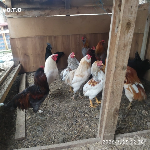 Петли Аракуана, стават и за клане.От 2 до 3кг, снимка 7 - Кокошки и пуйки - 53220295