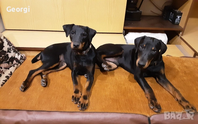 Продавам 6 бр. малки кучета ягтериери.родени на 28.01.26г., снимка 3 - Ягдтериер - 53265603