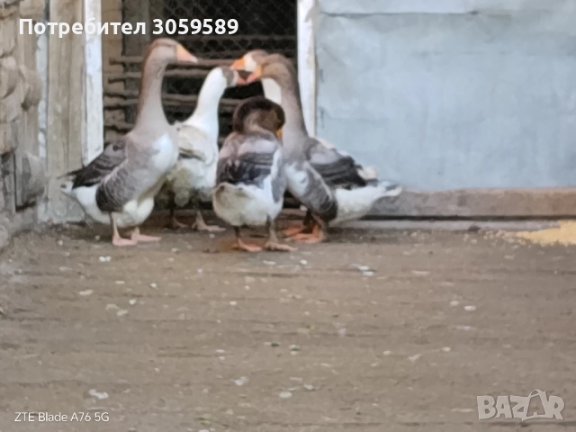 Селски гъски, снимка 2 - Патици и гъски - 52933808