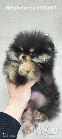 Померанче момче, снимка 3 - Померан - 53193377