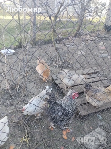 Продавам оплодени яйца за люпене, снимка 2 - Кокошки и пуйки - 53136928