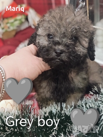 Мини пудел, снимка 2 - Пудели - 52683902