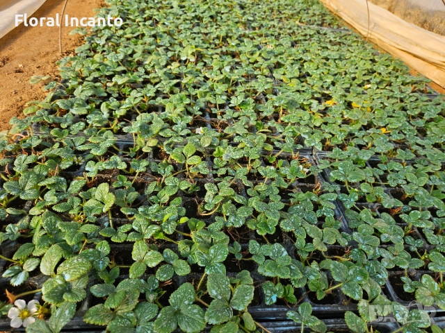 🍓Многогодишни ягоди Селва🍓