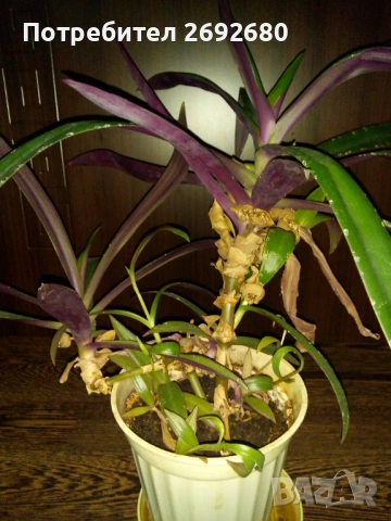 Традесканция рео-75см., снимка 7 - Стайни растения - 45950432