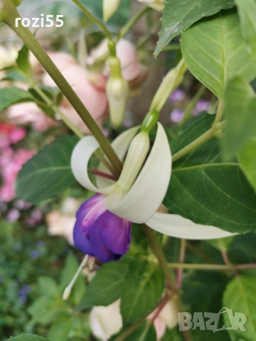 Не вкоренени резници от градинска фуксия