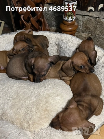 Две игриви момчета търсят своя любящ стопанин , снимка 4 - Дакели - 52869703