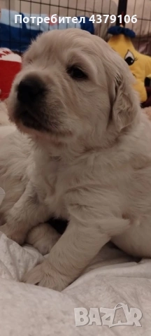Голдън ретривър момче родословен баща, снимка 5 - Голдън ретривър - 53036033