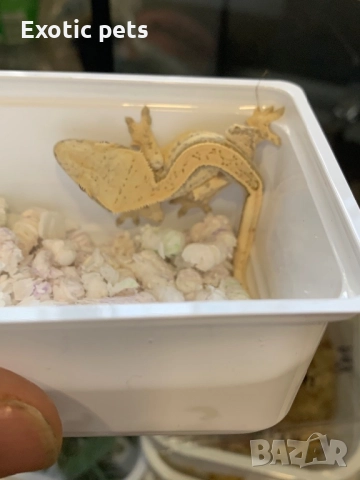 Ресничест гекон, бананояден гекон, Rhacodactylus ciliatus, снимка 2 - Гекон - 52913764